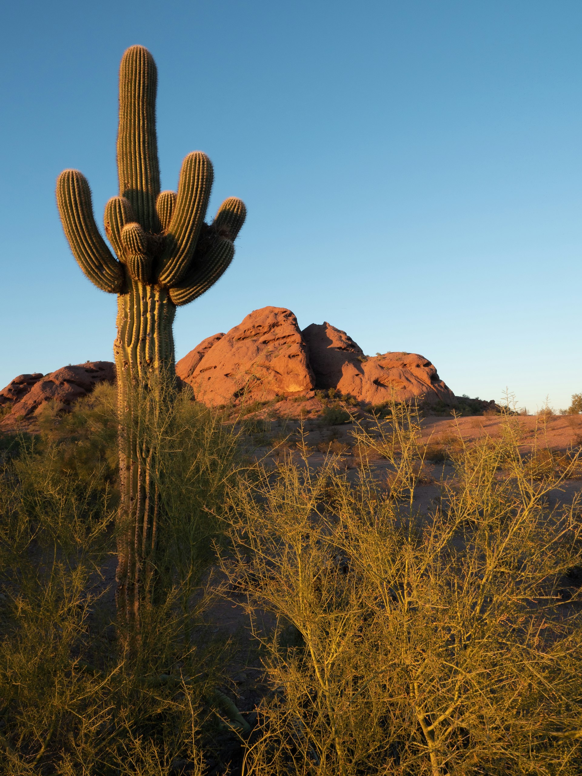 Saguaro cactus at Papago Park in Phoenix